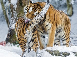 Обои тигр, снег, зима, хищник, большая кошка, игры, умывание, амурские, tiger, snow, winter, predator, big cat, game, washing, amur разрешение 2048x1638 Загрузить