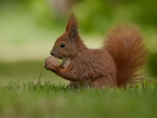 Обои трава, природа, лето, белка, орех, grass, nature, summer, protein, walnut разрешение 1920x1200 Загрузить