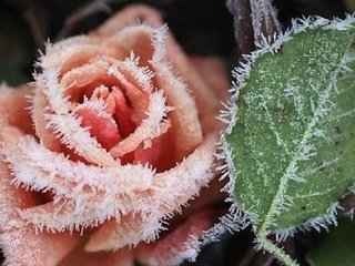 Обои цветы, растения, мороз, роза, flowers, plants, frost, rose разрешение 1920x1080 Загрузить