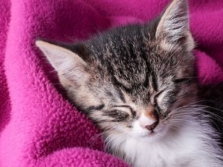 Обои котенок, спящий котенок, розовое одеяло, сладкие сны, kitty, sleeping kitten, pink blanket, sweet dreams разрешение 1920x1080 Загрузить