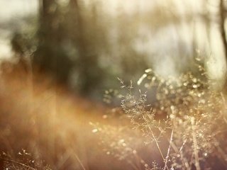 Обои трава, солнце, природа, макро, сухая, grass, the sun, nature, macro, dry разрешение 5184x3456 Загрузить