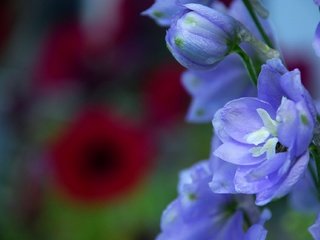 Обои цветы, макро, лепестки, синие, дельфиниум, бутончик, flowers, macro, petals, blue, delphinium, rosebud разрешение 1920x1285 Загрузить