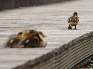 Обои птицы, утята, утки, birds, ducklings, duck разрешение 1920x1280 Загрузить