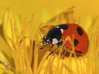 Обои желтый, макро, насекомое, цветок, божья коровка, пыльца, yellow, macro, insect, flower, ladybug, pollen разрешение 1920x1534 Загрузить