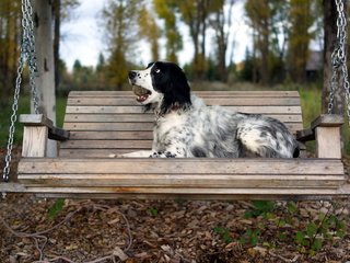 Обои осень, собака, скамейка, качели, сеттер, английский сеттер, autumn, dog, bench, swing, setter, the english setter разрешение 2560x1440 Загрузить