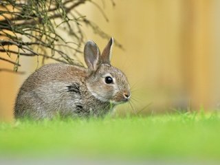 Обои трава, зелень, весна, малыш, заяц, зайчонок, grass, greens, spring, baby, hare разрешение 2048x1366 Загрузить