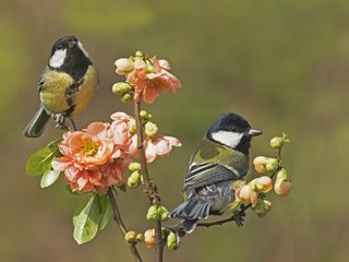 Обои цветы, перья, ветка, синицы, бутоны, крылья, птицы, клюв, весна, пара, flowers, feathers, branch, tits, buds, wings, birds, beak, spring, pair разрешение 2048x1365 Загрузить