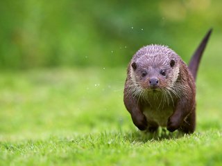 Обои трава, берег, животные, бег, выдра, grass, shore, animals, running, otter разрешение 2048x1080 Загрузить