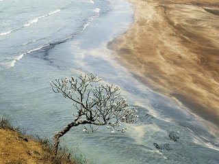 Обои цветы, река, дерево, берег, песок, весна, разлив, flowers, river, tree, shore, sand, spring, spill разрешение 1920x1280 Загрузить