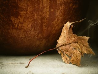 Обои природа, осень, лист, кленовый лист, сухой, nature, autumn, sheet, maple leaf, dry разрешение 2880x1915 Загрузить