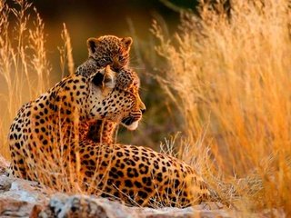 Обои гепард, саванна, детеныш, мать, cheetah, savannah, cub, mother разрешение 1920x1200 Загрузить