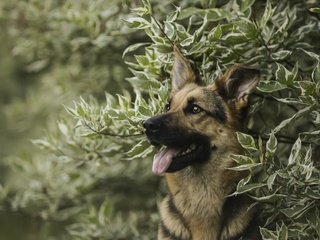 Обои морда, портрет, ветки, собака, немецкая овчарка, овчарка, face, portrait, branches, dog, german shepherd, shepherd разрешение 3600x2400 Загрузить