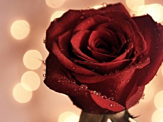 Обои цветок, роса, капли, роза, красная, бутон, flower, rosa, drops, rose, red, bud разрешение 2048x1244 Загрузить