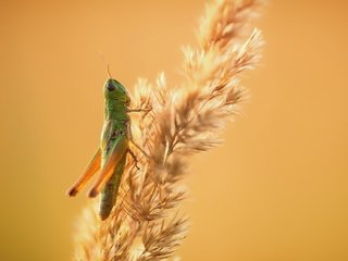 Обои природа, насекомое, фон, кузнечик, колосок, травинка, nature, insect, background, grasshopper, spike, a blade of grass разрешение 2048x1365 Загрузить