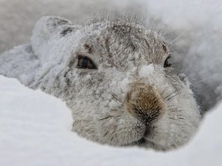 Обои снег, зима, мордочка, взгляд, заяц, заец, snow, winter, muzzle, look, hare, zayats разрешение 1920x1200 Загрузить