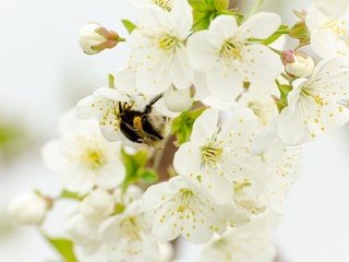 Обои ветка, цветение, насекомое, весна, вишня, шмель, branch, flowering, insect, spring, cherry, bumblebee разрешение 2048x1276 Загрузить