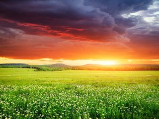 Обои небо, цветы, трава, закат, поле, неба, ландшафт, на природе, the sky, flowers, grass, sunset, field, sky, landscape, nature разрешение 3870x2580 Загрузить