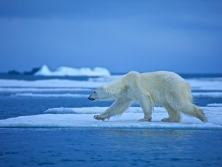 Обои вода, медведь, белый медведь, льдина, water, bear, polar bear, floe разрешение 4500x3000 Загрузить