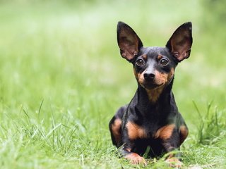 Обои трава, взгляд, собака, зеленая, уши, такса, those ears, mira sinisalo, grass, look, dog, green, ears, dachshund разрешение 2042x1102 Загрузить