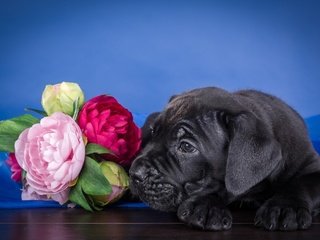 Обои цветы, щенок, кане-корсо, flowers, puppy, cane corso разрешение 3000x1984 Загрузить