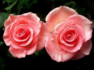 Обои розы, пара, розовые, roses, pair, pink разрешение 2048x1426 Загрузить