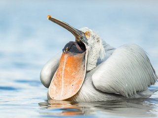 Обои природа, птица, пеликан, nature, bird, pelican разрешение 1920x1243 Загрузить