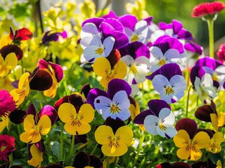 Обои цветы, лепестки, анютины глазки, flowers, petals, pansy разрешение 2880x1800 Загрузить