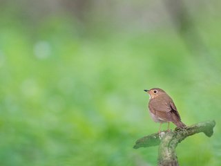 Обои природа, лес, размытость, птица, животное, боке, ray hennessy, nature, forest, blur, bird, animal, bokeh разрешение 4028x2681 Загрузить