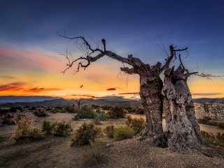 Обои небо, природа, дерево, закат, manolo garcía (turrican), the sky, nature, tree, sunset разрешение 2048x1365 Загрузить