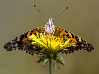 Обои макро, насекомое, цветок, бабочка, одуванчик, sophiaspurgin, бабочка.одуванчик, macro, insect, flower, butterfly, dandelion, butterfly.dandelion разрешение 5239x3493 Загрузить