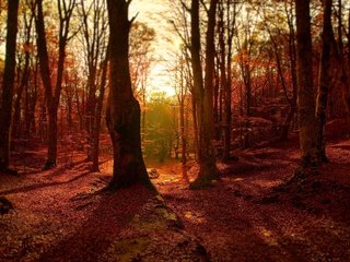 Обои деревья, природа, лес, пейзаж, стволы, листва, осень, солнечный свет, trees, nature, forest, landscape, trunks, foliage, autumn, sunlight разрешение 2556x1600 Загрузить