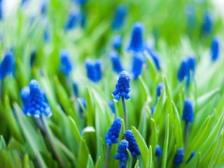 Обои цветы, макро, весна, мускари, flowers, macro, spring, muscari разрешение 2847x1813 Загрузить