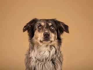 Обои глаза, морда, фон, взгляд, собака, бордер-колли, maevee, eyes, face, background, look, dog, the border collie разрешение 2048x1333 Загрузить