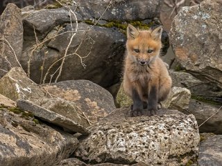 Обои природа, камни, лиса, лисица, животное, лисенок, nature, stones, fox, animal разрешение 2097x1100 Загрузить