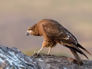 Обои природа, птица, клюв, перья, горная каракара, хищная птица, nature, bird, beak, feathers, mountain caracara, bird of prey разрешение 2500x1664 Загрузить