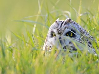 Обои глаза, трава, сова, природа, взгляд, птица, eyes, grass, owl, nature, look, bird разрешение 2048x1392 Загрузить