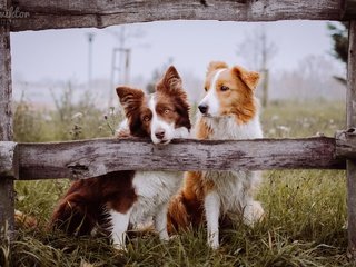 Обои забор, друзья, собаки, бордер-колли, the fence, friends, dogs, the border collie разрешение 2048x1156 Загрузить