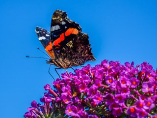 Обои цветы, насекомое, бабочка, flowers, insect, butterfly разрешение 4896x3264 Загрузить