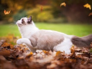 Обои листья, кот, кошка, осень, играет, листопад, рэгдолл, leaves, cat, autumn, plays, falling leaves, ragdoll разрешение 2048x1196 Загрузить