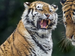 Обои тигр, хищник, большая кошка, зубы, tiger, predator, big cat, teeth разрешение 1920x1080 Загрузить