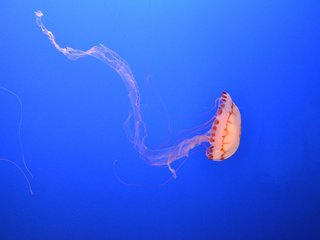 Обои вода, океан, медуза, подводный мир, water, the ocean, medusa, underwater world разрешение 3840x2400 Загрузить