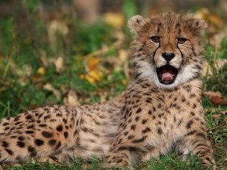 Обои язык, гепард, language, cheetah разрешение 1920x1080 Загрузить