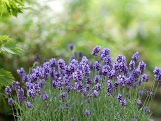 Обои цветы, зелень, лаванда, боке, flowers, greens, lavender, bokeh разрешение 4331x2811 Загрузить