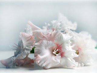 Обои букет,  цветы, гладиолусы, bouquet, flowers, gladiolus разрешение 3072x2048 Загрузить