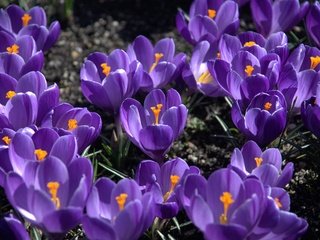 Обои цветы, лепестки, весна, крокусы, flowers, petals, spring, crocuses разрешение 1920x1200 Загрузить