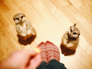 Обои животные, человек, ноги, сурикаты, сурикат, animals, people, feet, meerkats, meerkat разрешение 3000x2000 Загрузить