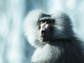 Обои морда, обезьяна, бабуин, face, monkey, baboon разрешение 5184x3456 Загрузить