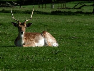 Обои трава, олень, парк, рога, белохвостый олень, grass, deer, park, horns, white-tailed deer разрешение 1920x1335 Загрузить