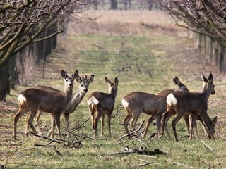 Обои природа, весна, олени, косуля, косули, nature, spring, deer, roe разрешение 5184x3456 Загрузить