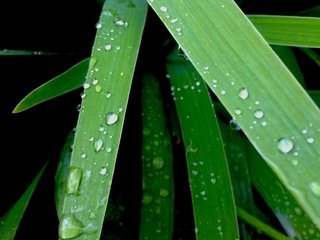 Обои трава, природа, макро, роса, капли, черный фон, капли воды, grass, nature, macro, rosa, drops, black background, water drops разрешение 2448x3264 Загрузить